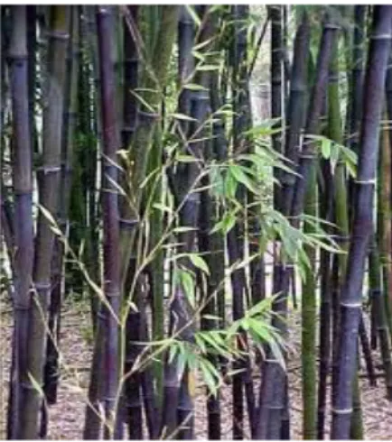 Gambar 2. Bambu hitam [Gigantochloa atter (Hassk.) Kurz ex Munro]