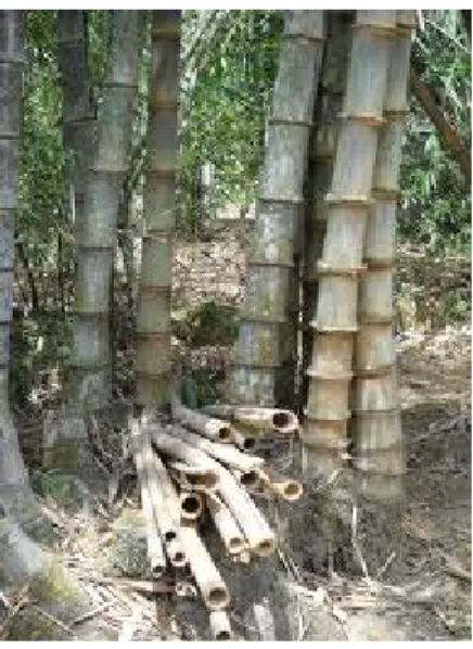Gambar 3. Bambu betung [Dendrocalamus asper (Schulf f.) Becker ex Heyne]