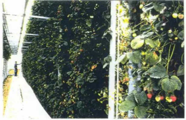 Gambar 2.7. Vertical Aeroponic Tomat  Sumber : Vertical Aeroponic System, Ziegler, 2005 