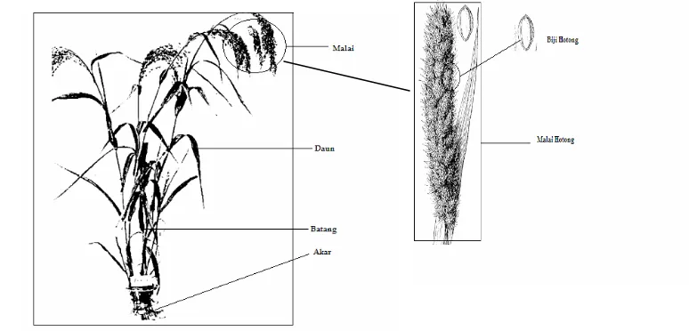 Gambar 1. Anatomi tanaman Hotong Buru 