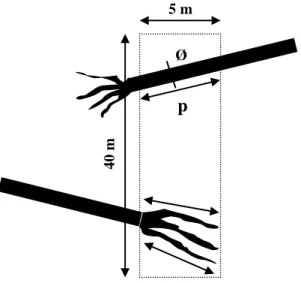 Gambar 2.   Pengukuran panjang dan diameter untuk menghitung nekromasa pohon yang  roboh dalam jalur transek (Sumber : Hairiah et al, 1999).