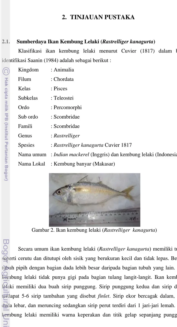Gambar 2. Ikan kembung lelaki (Rastrelliger  kanagurta) 