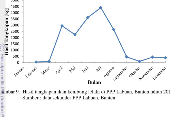 Gambar 9.  Hasil tangkapan ikan kembung lelaki di PPP Labuan, Banten tahun 2011         Sumber : data sekunder PPP Labuan, Banten 
