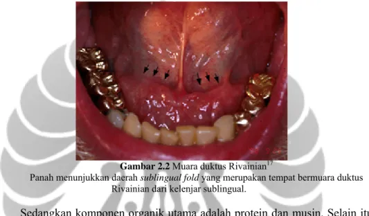 Gambar 2.2 Muara duktus Rivainian 17