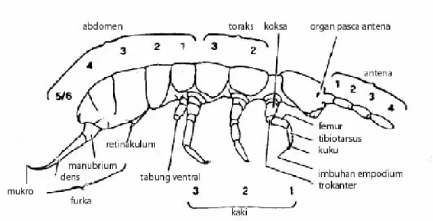 Gambar 1  Morfologi Collembola (Greenslade 1996) 