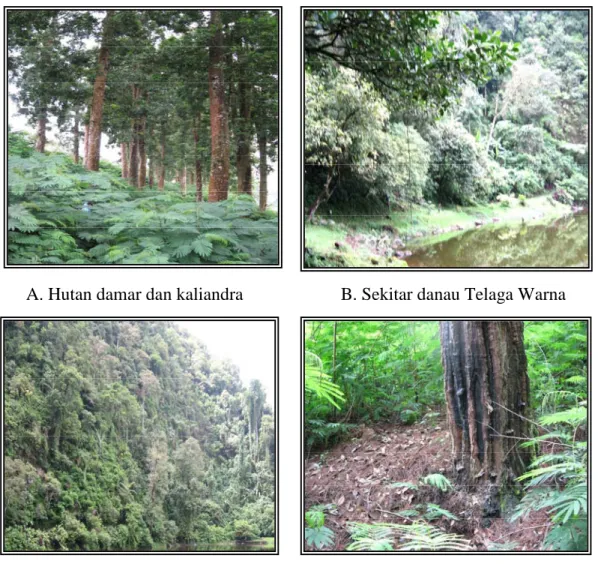 Gambar 9  Lima tipe habitat di kawasan Telaga Warna. 