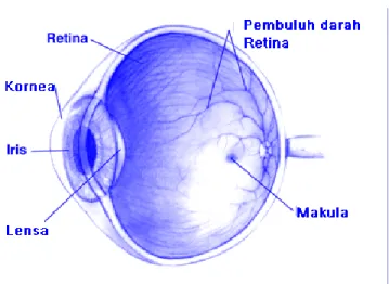Gambar 2.2   Penampang horizontal mata ( Prawirohartono dan Sutarmi, 1990 ) 