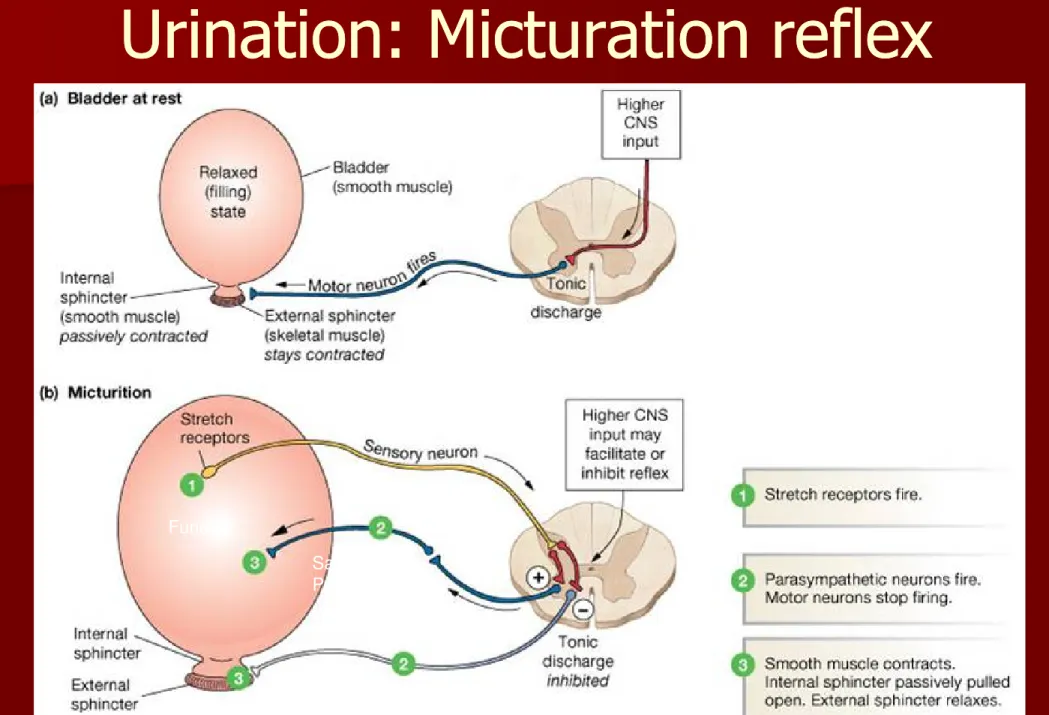 Figure 19-18: The micturition reflexSacral