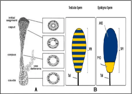 Gambar 2.4 A Epididymis dan bagian-bagiannya, B spermatozoa testes   (kiri) dan epididymis (kanan) (Hunnicut et al., 2004) 