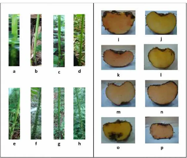 Gambar  1.  Corak  tangkai  daun dan  warna  umbi  tanaman  porang  varian  (a,i)  Blitar1,  (b,j)  Blitar2,  (c,k)  Jember1,  (d,l) Jember2, (e,m) Madiun1, (f,n) Madiun2, (g,o) Nganjuk1, (h,p) Nganjuk2.