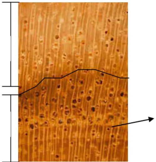Gambar 5. Peralihan kayu teras (a) dan kayu gubal (b)        Figure 5. Transitional area between heartwood (a) and sapwood (b) 
