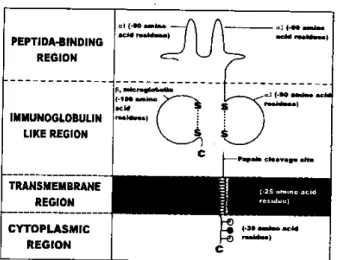 Gambar 2. Molekul HLA kelas I (dikutip dari  kepustakaan 9) 