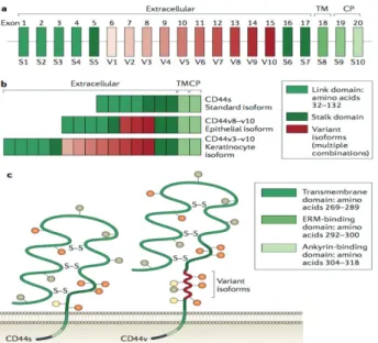 Gambar 1: Struktur CD44 pada transmembran CSC ovarium (Dikutip dari  Zoller, 2011).12