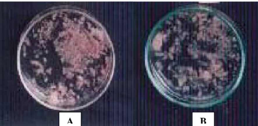 Gambar 3. Pertumbuhan Isolat F. oxysporum setelah Diinkubasi Selama  7 Hari pada Media PSA pH 2 (A) dan PDA          pH  2 (B)   