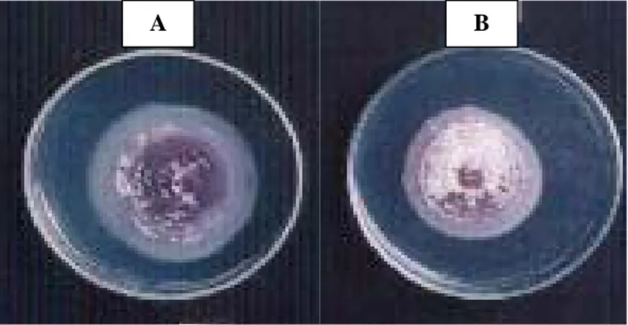 Gambar 5. Pertumbuhan Isolat F. oxysporum setelah Diinkubasi Selama  7 Hari pada Media PDA  pH 4 (A) dan  PSA pH  4 (B)   