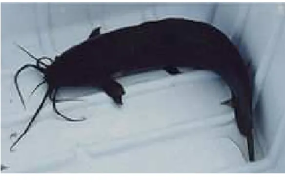 Gambar 4. Ikan Lele (Clarias sp)  Sumber: (www.wikipedia.com) 