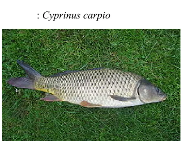 Gambar 5. Gambar Ikan Mas (Cyprinus carpio)  Sumber: (www.wikipedia.com) 
