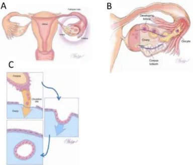 Gambar 5. Transfer dari normal tuba epitelium ke ovarium.  