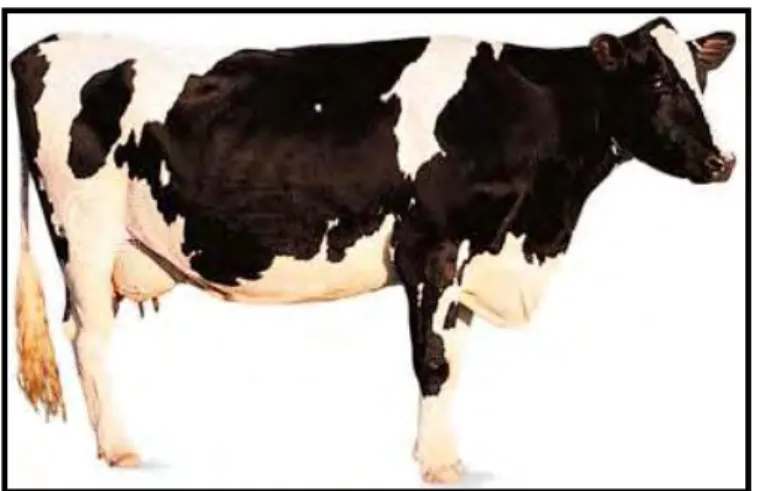 Gambar 2  Induk sapi perah betina jenis Friesian Holstein. 