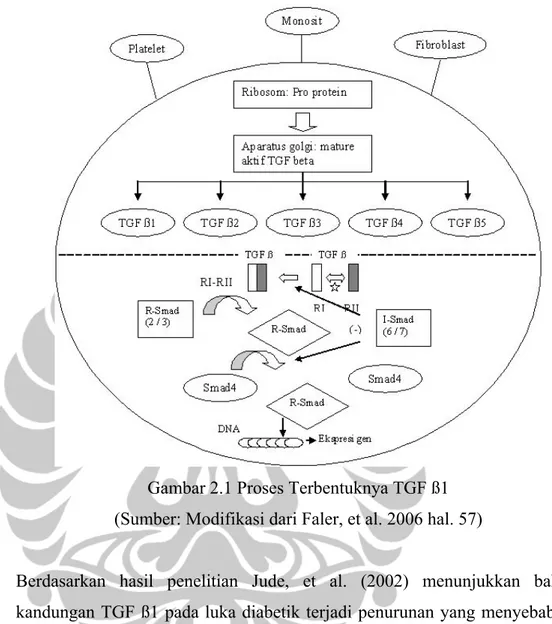 Gambar 2.1 Proses Terbentuknya TGF ß1  (Sumber: Modifikasi dari Faler, et al. 2006 hal