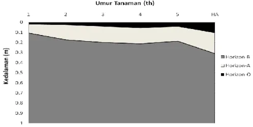 Gambar 1.  Profil tanah mineral di bawah tegakan E. pellita di Perawang 