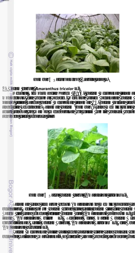 Gambar 5 Sayur pakchoi (Brasica rapa L) 2. Bayam cabut ( Amaranthus tricolor L.)