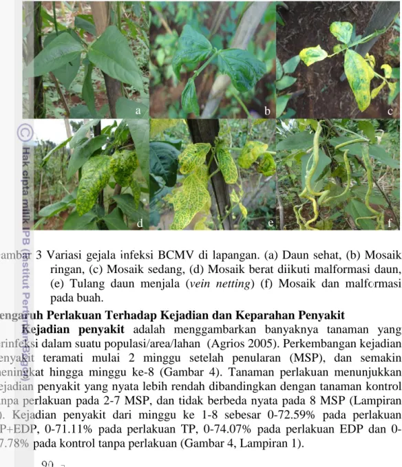 Gambar 3 Variasi  gejala infeksi  BCMV  di  lapangan. (a) Daun sehat,  (b) Mosaik  ringan, (c) Mosaik sedang, (d) Mosaik berat diikuti malformasi daun,  (e)  Tulang  daun  menjala  (vein  netting)  (f)  Mosaik  dan  malformasi  pada buah