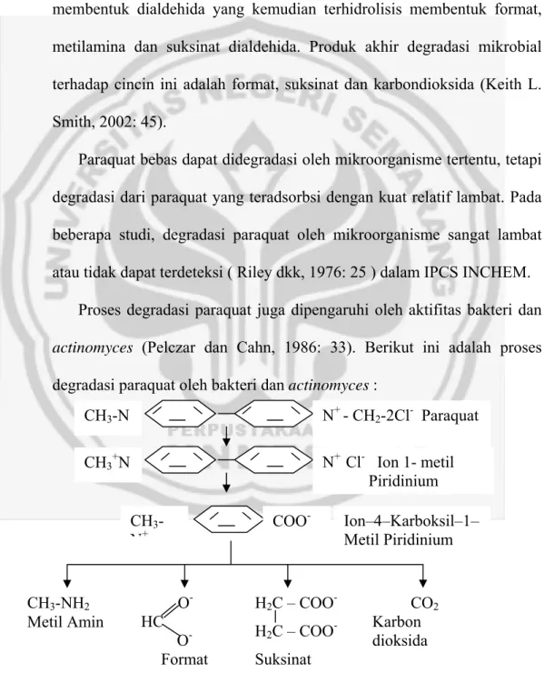 Gambar 4. Proses degradasi paraquat oleh bakteri dan actinomyces  (Pelczar dan Cahn, 1986: 33)
