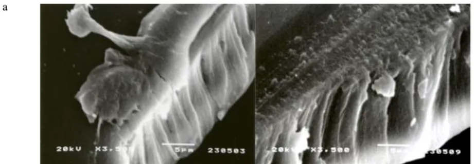 Gambar 11 Foto SEM penampang melintang membran (a) yang belum diuji difusi; (b) yang  digunakan dalam uji difusi ke-25 pada perbesaran 3500 kali 
