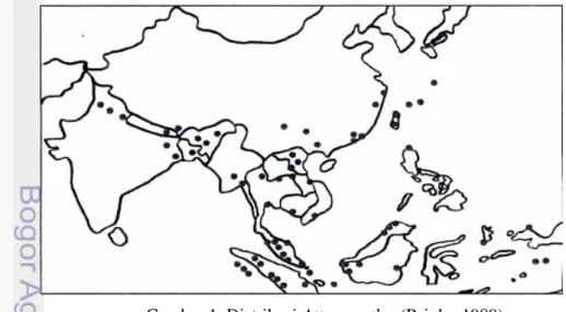 Gambar 1  Distribusi Attacus atlas (Peigler 1989) 