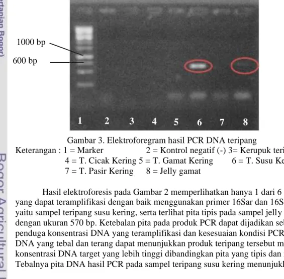 Gambar 3. Elektroforegram hasil PCR DNA teripang 