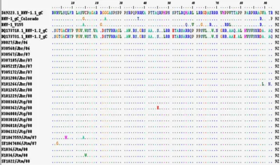 Gambar 2.  Hasil perbandingan sekuens asam amino antara isolat BHV-1 Indonesia dengan subtipe  BHV-1.1 dan BHV-1.2 gC rujukan