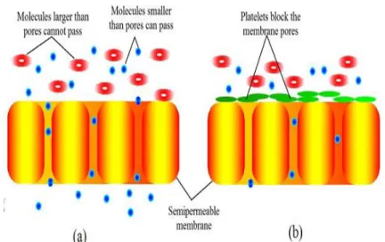 Gambar 2. 3. (a) Proses difusi dimana hanya berat molekul yang kecil saja bisa  melewati pori dari membran (b) Keadaan dimana terjadinya fouling 