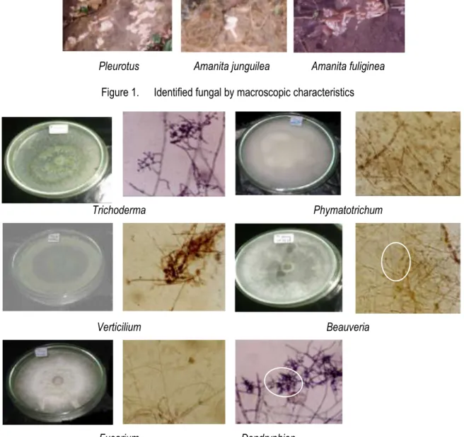 Figure 2.    Identified  fungal  by  microscopic  characteristics:  (A)  Mycellium  growth,  and  (B)  microscopic  appearence with 200 X magnification