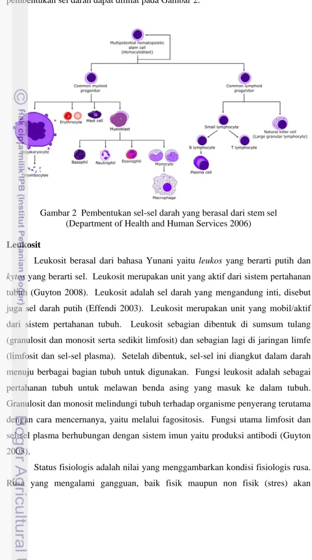 Gambar 2  Pembentukan sel-sel darah yang berasal dari stem sel  (Department of Health and Human Services 2006)
