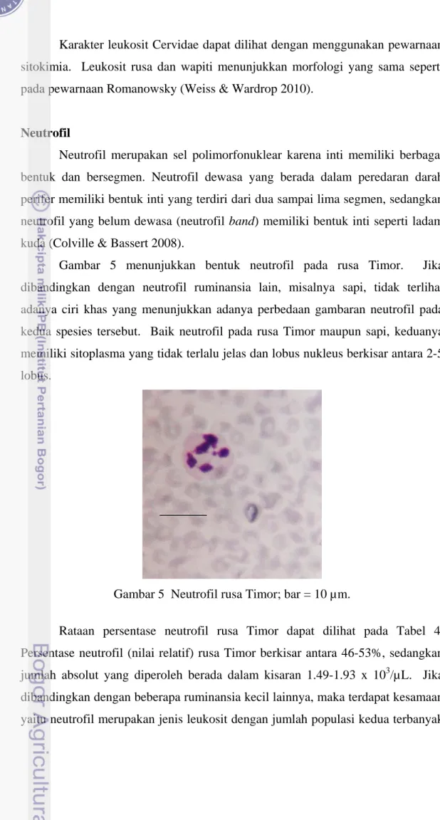 Gambar 5 menunjukkan bentuk neutrofil pada rusa Timor.  Jika  dibandingkan dengan neutrofil ruminansia lain, misalnya sapi, tidak terlihat  adanya ciri khas yang menunjukkan adanya perbedaan gambaran neutrofil pada  kedua spesies tersebut