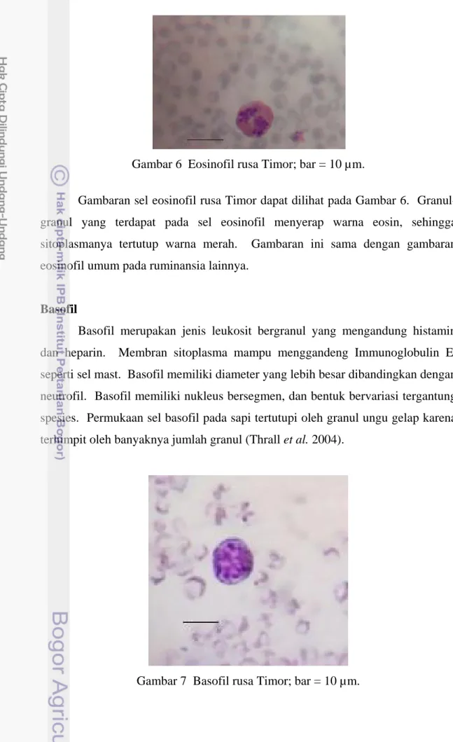 Gambar 6  Eosinofil rusa Timor; bar = 10 µm. 