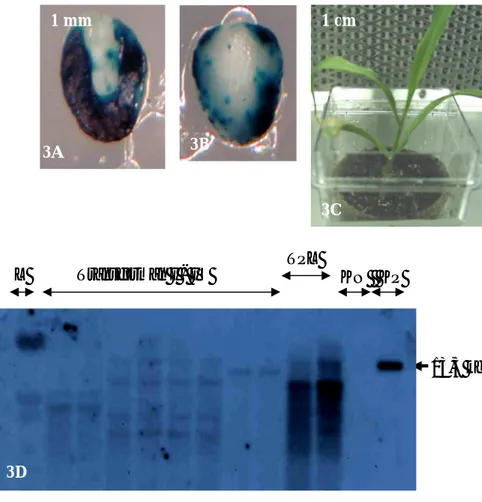 Gambar 3.  Transformasi genetik jagung hibrida Hi-II menggunakan Agrobacterium 