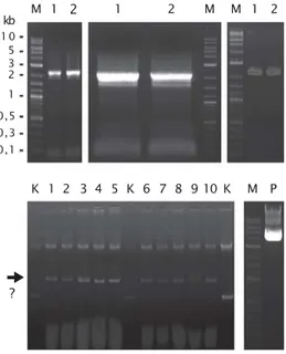 Gambar 1. Elektroforesis hasil amplifikasi PCR (gambar atas-kiri dan tengah) dan hasil purifikasi DNA dari gel (gambar atas-kanan)