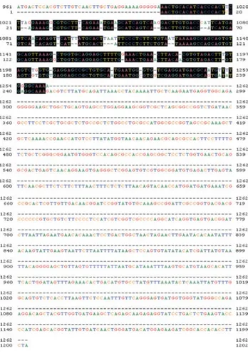Figure 4. Sequence alignment of gouramy DNA of β-actin genomic from forward direction (above) and reverse (bottom)