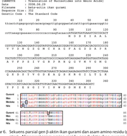 Gambar 6. Sekuens parsial gen β-aktin ikan gurami dan asam amino residu (gambar atas)