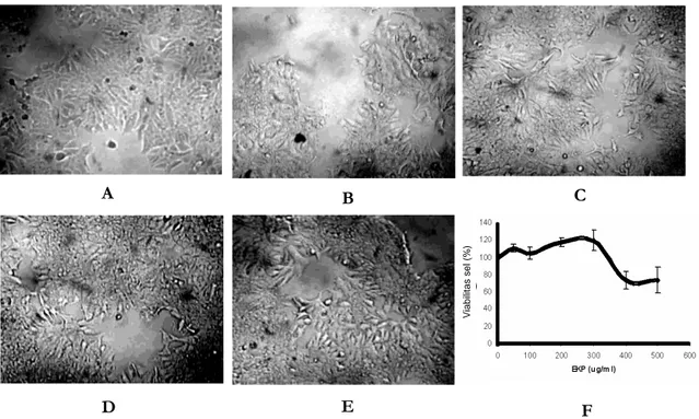 Gambar 1.   Efek  perlakuan  EKP  terhadap  proliferasi  sel  MCF-7.  Sel  MCF-7  sebanyak  5000  sel/sumuran  yang telah ditanam 48 jam sebelumnya diberi perlakuan EKP dosis 50-500 µg/mL atau DMSO  0,5  %  sebagai  kontrol