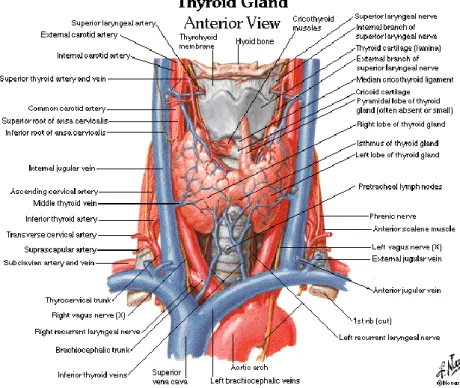 Gambar 2.1. Anatomi Kelenjar Tiroid  Sumber: Netter, 1989 