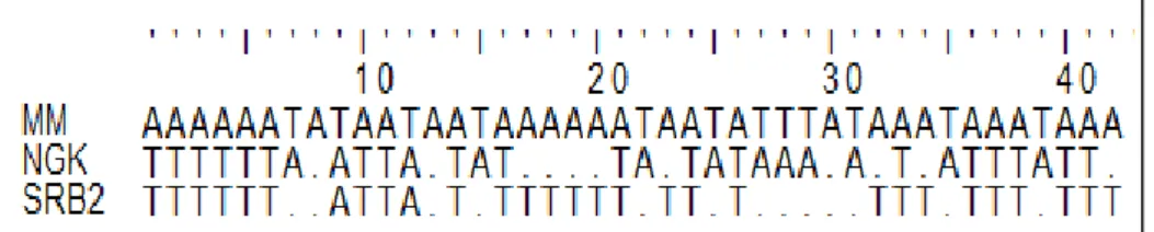 Gambar  1.  Sidik J ar i DNA AP-PCR dari ketiga Isolat Monascus. Sebanyak 50 ng templet  DNA diamplikasi  dengan Primer AP1 (DNA  A P PCR Fingerprints of the Three Monascus Isolates