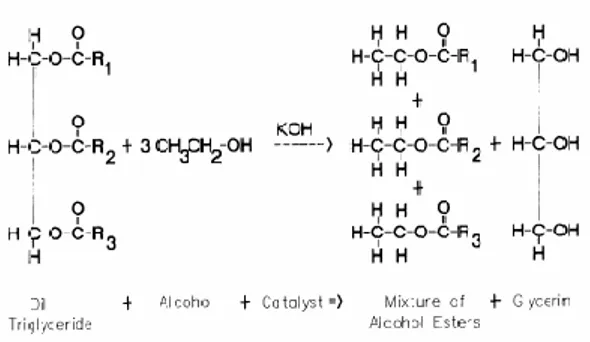 Gambar 1. Reaksi transestertifikasi minyak nabati 