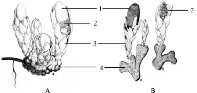 Gambar 1.  Morfologi Pembungaan Balanophora  A.  Bunga  ♂  dan  ♀  pada  individu  yang  sama  (Monoceus);    B