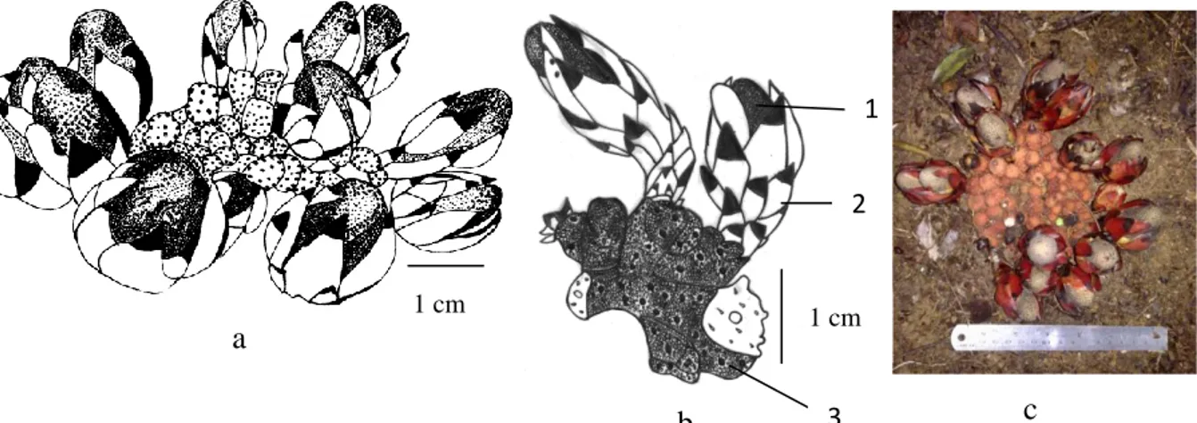 Gambar 3. Balanophora elongata Bl. var. elongata;  a.Habit  b. 1. Pembungaan betina   2