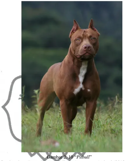 Gambar 2. 10 “Pitbull” 