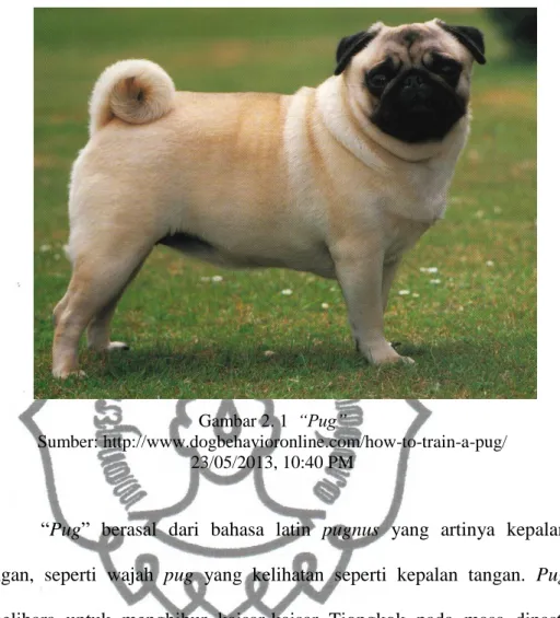 Gambar 2. 1  “Pug” 