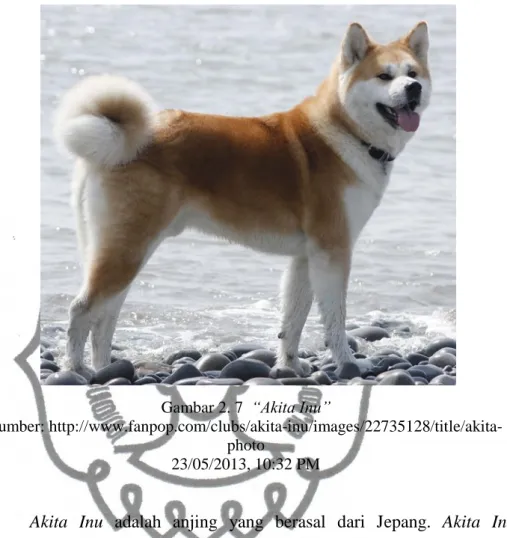 Gambar 2. 7  “Akita Inu” 